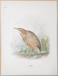1871年 Dresser ヨーロッパ鳥類史 Pl.403 サギ科 サンカノゴイ属 サンカノゴイ Bittern