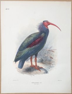 1871年 Dresser ヨーロッパ鳥類史 Pl.408 トキ科 ハゲトキ属 ホオアカトキ Redcheeked Ibis