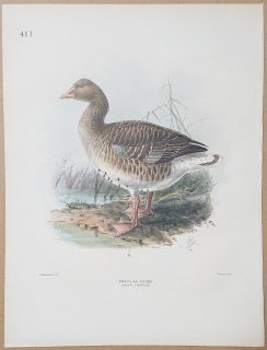 1871ǯ Dresser 衼åĻ Pl.411  ޥ° ϥ Grey-Lag Goose