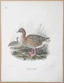 1871年 Dresser ヨーロッパ鳥類史 Pl.413 カモ科 マガン属 コザクラバシガン Pinkfooted Goose
