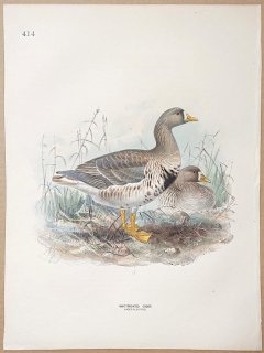 1871年 Dresser ヨーロッパ鳥類史 Pl.414 カモ科 マガン属 マガン Whitefronted Goose