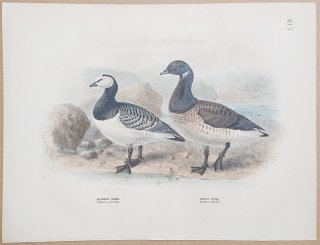 1871ǯ Dresser 衼åĻ Pl.415  °  Bernacle Goose  Brent Goose