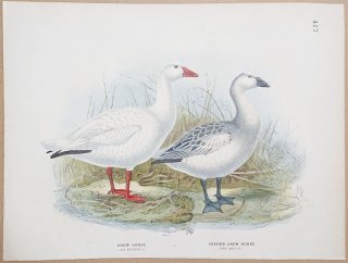 1871年 Dresser ヨーロッパ鳥類史 Pl.417 カモ科 ハクガン属 ハクガン Snow Goose Cassin's Snow Goose