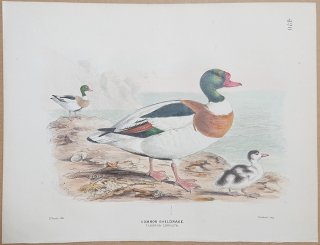 1871年 Dresser ヨーロッパ鳥類史 Pl.420 カモ科 ツクシガモ属 ツクシガモ Common Sheldrake