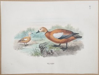 1871年 Dresser ヨーロッパ鳥類史 Pl.421 カモ科 ツクシガモ属 アカツクシガモ Ruddy Sheldrake