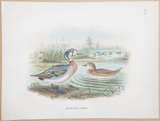 1871ǯ Dresser 衼åĻ Pl.428  ȥ⥨° ȥ⥨ Baikal Teal