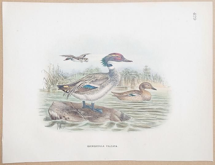 1871年 Dresser ヨーロッパ鳥類史 Pl.429 カモ科 マガモ属 ヨシガモ