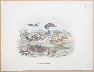1871年 Dresser ヨーロッパ鳥類史 Pl.429 カモ科 マガモ属 ヨシガモ Falcated Teal