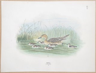 1871年 Dresser ヨーロッパ鳥類史 Pl.430 カモ科 マガモ属 オナガガモ Pintail