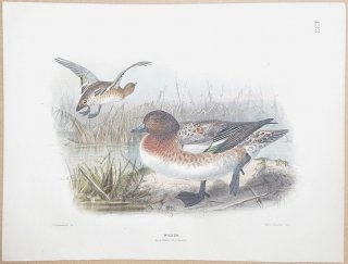 1871ǯ Dresser 衼åĻ Pl.433  ҥɥꥬ° ҥɥꥬ Wigeon Autumn Plumage