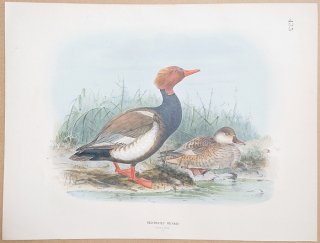 1871年 Dresser ヨーロッパ鳥類史 Pl.435 カモ科 アカハシハジロ属 アカハシハジロ Redcrested Pochard