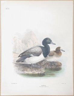 1871ǯ Dresser 衼åĻ Pl.436  ϥ°  Scaup