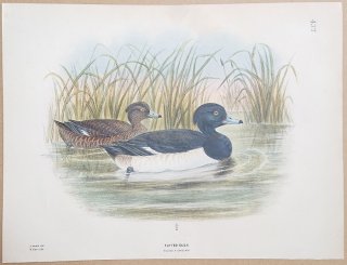 1871ǯ Dresser 衼åĻ Pl.437  ϥ° 󥯥ϥ Tufted Duck