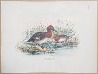 1871ǯ Dresser 衼åĻ Pl.438  ϥ° ᥸ White-Eyed Duck