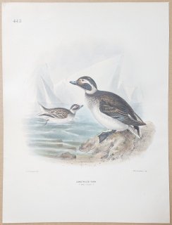 1871年 Dresser ヨーロッパ鳥類史 Pl.443 カモ科 コオリガモ属 コオリガモ Longtailed Duck