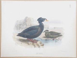 1871年 Dresser ヨーロッパ鳥類史 Pl.450 カモ科 クロガモ属 アラナミキンクロ Surf-Scoter