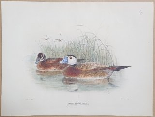 1871年 Dresser ヨーロッパ鳥類史 Pl.451 カモ科 オタテガモ属 カオジロオタテガモ White Headed Duck