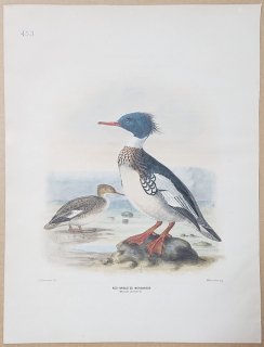 1871年 Dresser ヨーロッパ鳥類史 Pl.453 カモ科 アイサ属 ウミアイサ  Red-Breasted Merganser