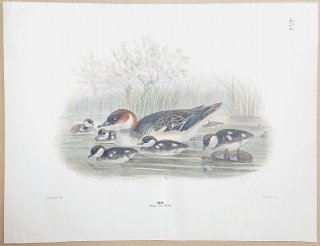 1871ǯ Dresser 衼åĻ Pl.454  ߥ° ߥ  Ļ Smew Female and Young