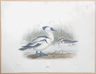 1871年 Dresser ヨーロッパ鳥類史 Pl.455 カモ科 ミコアイサ属 ミコアイサ Smew