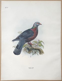 1871ǯ Dresser 衼åĻ Pl.459 ϥȲ Х° ʥ꡼Х Bolle's Pigeon