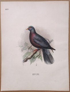 1871ǯ Dresser 衼åĻ Pl.460 ϥȲ Х° ޥǥХ Canarian Pigeon