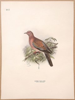 1871ǯ Dresser 衼åĻ Pl.465 ϥȲ Х° ХȰ Egyptian Turtle Dove