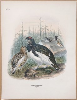 1871年 Dresser ヨーロッパ鳥類史 Pl.478 キジ科 ライチョウ属 ライチョウ Common Ptarmigan