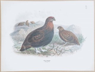 1871ǯ Dresser 衼åĻ Pl.479  饤祦° 饤祦 Red Grouse