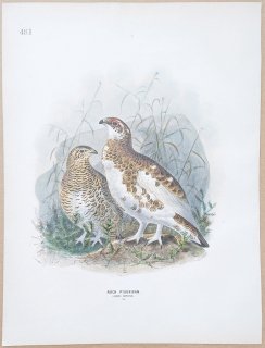 1871年 Dresser ヨーロッパ鳥類史 Pl.481 キジ科 ライチョウ属 ライチョウ Rock Ptarmigan