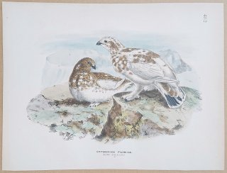 1871年 Dresser ヨーロッパ鳥類史 Pl.482 キジ科 ライチョウ属 スバールバルライチョウ Spitzbergen Ptarmigan
