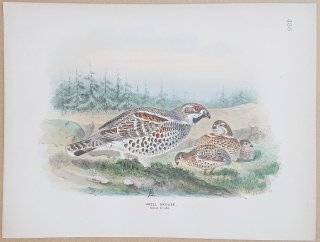 1871ǯ Dresser 衼åĻ Pl.486  饤祦° 饤祦 Hazel Grouse