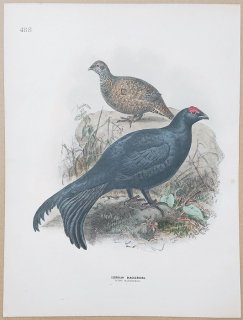 1871年 Dresser ヨーロッパ鳥類史 Pl.488 キジ科 リルルス属 コーカサスクロライチョウ Georgian Blackgrouse