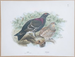 1871年 Dresser ヨーロッパ鳥類史 Pl.489 キジ科 オオライチョウ属 ヨーロッパオオライチョウ Capercaillie