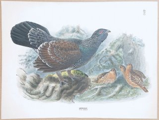 1871年 Dresser ヨーロッパ鳥類史 Pl.490 キジ科 オオライチョウ属 ヨーロッパオオライチョウ Capercaillie