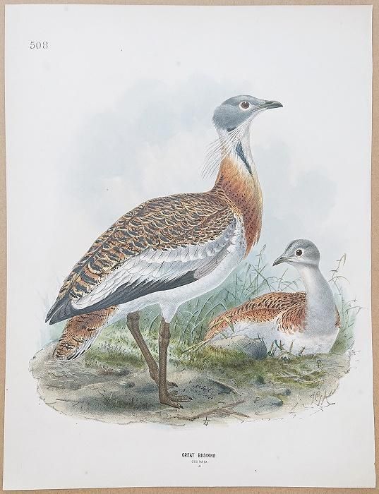 1871年 Dresser ヨーロッパ鳥類史 Pl.508 ノガン科 ノガン属