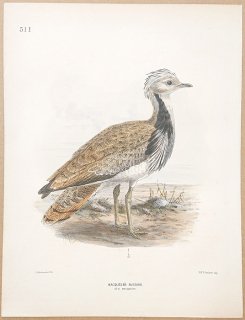 1871ǯ Dresser 衼åĻ Pl.511 Υ եꥷ祦Υ° Хեꥷ祦Υ Macqueen's Bustard