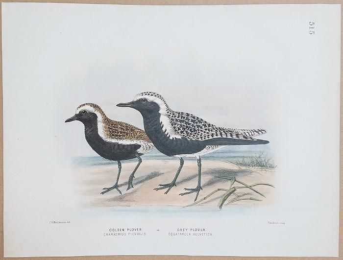 1871年 Dresser ヨーロッパ鳥類史 Pl.515 チドリ科 ヨーロッパ