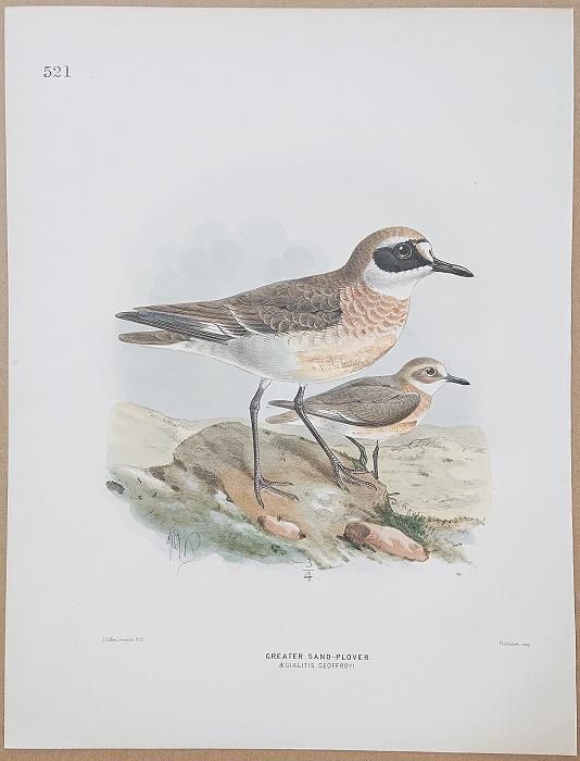 定価3.8万◆1871年ロンドン Henry Eeles Dresser「鳥類譜 定価3.8万◇1871年ロンドン Henry Eeles Dresser「鳥類譜