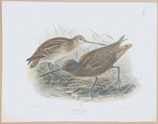 1871ǯ Dresser 衼åĻ Pl.543  °  Common Snipe