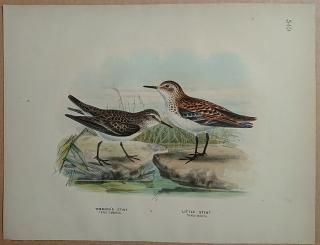 1871ǯ Dresser 衼åĻ Pl.549  ȥͥ Temmindk's Stint 衼åѥȥͥ Little Stint