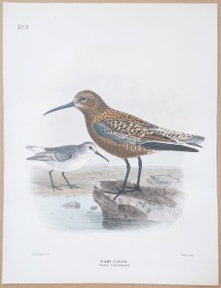 1871ǯ Dresser 衼åĻ Pl.553  Х° ϥޥ Pigmy Curlew