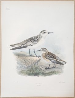 1871ǯ Dresser 衼åĻ Pl.559  Х° ߥӥ Ļ Sanderling