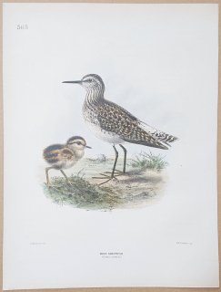 1871ǯ Dresser 衼åĻ Pl.565  ° ֥ Wood Sandpiper