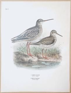 1871ǯ Dresser 衼åĻ Pl.567   Common Redshank ĥ륷 Spotted Redshank