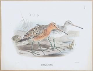 1871ǯ Dresser 衼åĻ Pl.571  ϥ° ꥫϥ Redbreasted Snipe