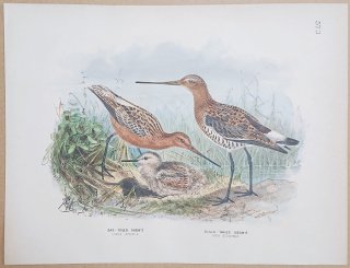 1871ǯ Dresser 衼åĻ Pl.573  ϥ Bar-Tailed Godwit  Black-Tailed Godwit