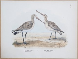 1871ǯ Dresser 衼åĻ Pl.574   Black-Tailed Godwit ϥ Bar-Tailed Godwit