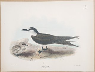 1871年 Dresser ヨーロッパ鳥類史 Pl.587 カモメ科 オニコプリオン属 セグロアジサシ Sooty Tern