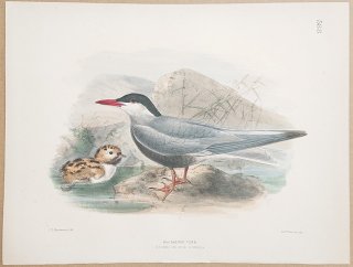 1871年 Dresser ヨーロッパ鳥類史 Pl.588 カモメ科 クロハラアジサシ属 クロハラアジサシ Whiskered Tern